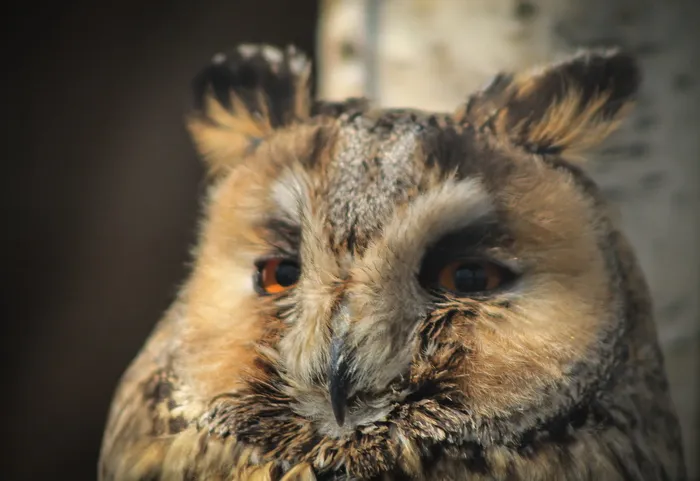 猫头鹰，肖像，动物，钢笔，有羽毛，鸟，madárfeéle，有翼