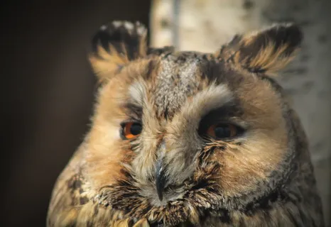 猫头鹰，肖像，动物，钢笔，有羽毛，鸟，madárfeéle，有翼