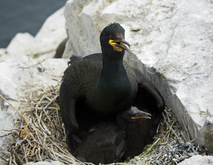 shag，nest，孵化，young，farne，farne islands，northumberland，nature