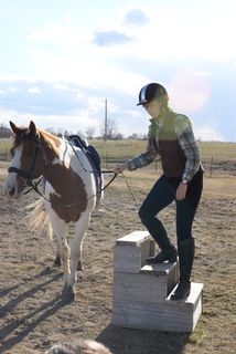 马厩、马、农场、谷仓、家畜、家畜、哺乳动物、宠物