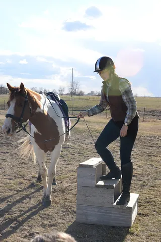 马厩、马、农场、谷仓、家畜、家畜、哺乳动物、宠物