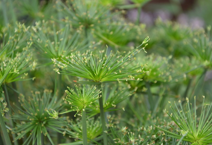 植物，植物，莎草草，绿色，自然，绿色植物，花园，绿色