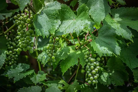 葡萄藤,水滴,葡萄,葡萄,叶子,植物部分,生长,绿色 葡萄藤,水滴,葡萄,葡萄,叶子,植物部分,生长,绿色