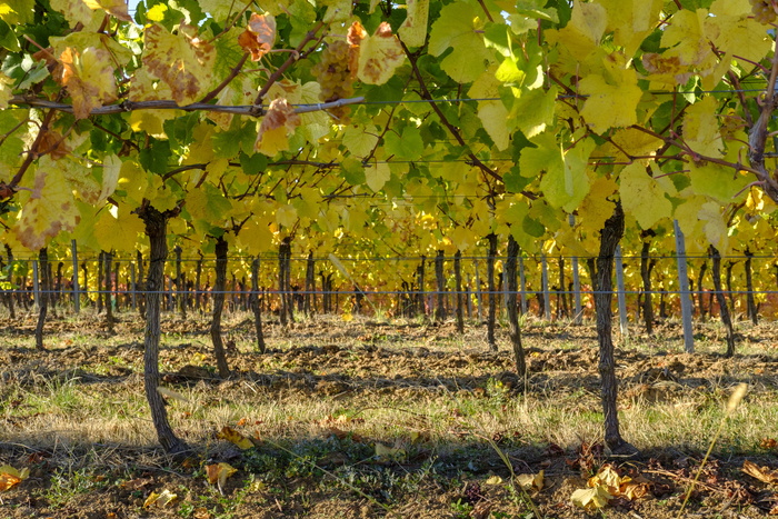秋天，树叶，葡萄，葡萄酒，葡萄园，藤蔓，rebstock，季节