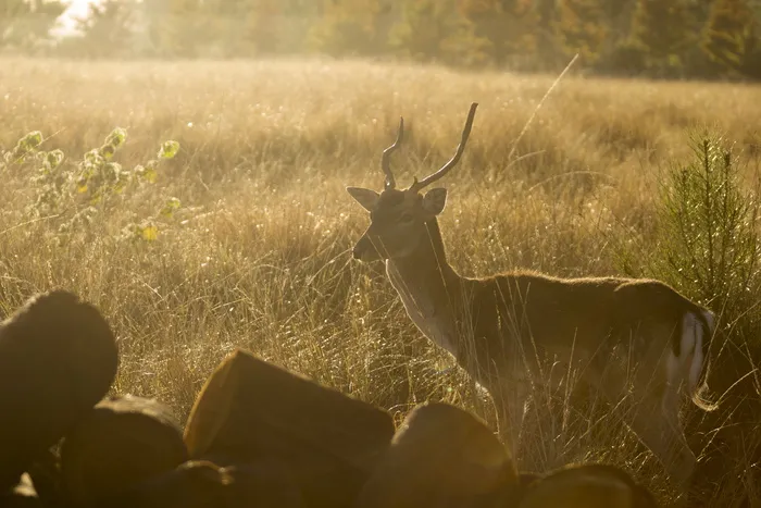 动物，鹿，森林，草食性，自然，日出，野生动物，野生动物