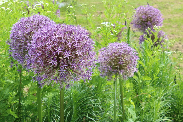 开花，开花，灌木，植物，花园，观赏洋葱，观赏花，紫色