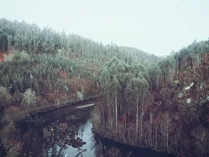 溪流,树木,白天,自然,摄影,森林,河流,水 溪流,树木,白天,自然,摄影,森林,河流,水