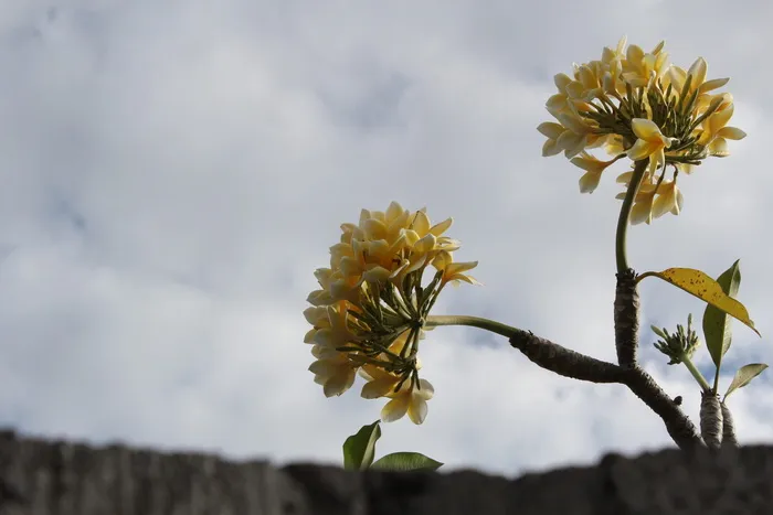 Lebar、Cm、Island、Plumeria、，陰, lebar cm岛，花，自然