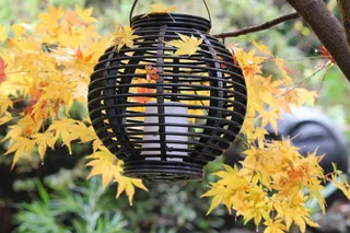 秋天，秋天，黄色，季节，树叶，颜色，树叶，树