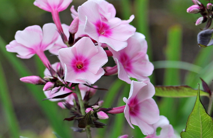 福禄考、火焰花、花卉、花园、观赏花、观赏植物、植物区系、自然