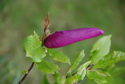 木兰，紫色，花，芽，木兰花，自然，植物，绿色