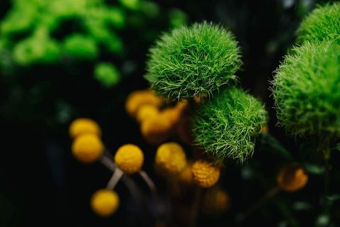 五颜六色的花束收藏