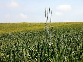 Field，Kłos，差异，孤立，孤独，不同，宽容，不容忍