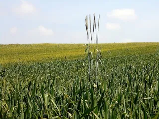 Field，Kłos，差异，孤立，孤独，不同，宽容，不容忍