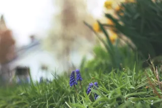 美国、荷兰、布鲁姆、紫色、黄色、生长、花、花园