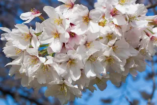 植物，花粉，樱花，花朵，花朵，东京，樱花，自然