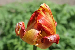 自然、花、植物、夏天、叶子、郁金香、橙色、黄色