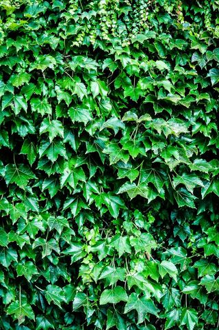 绿色、树木、灌木、尼康、lightroom cc、ipad pro、苹果铅笔、绿色