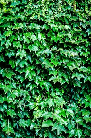 绿色、树木、灌木、尼康、lightroom cc、ipad pro、苹果铅笔、绿色