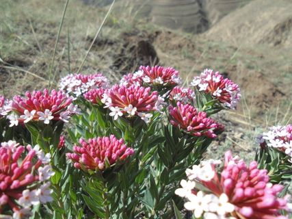 野生花卉，黄土高原，如冬、花、开花植物，植物，自然之美，脆弱