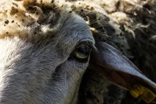 希腊, 羊, 原, photoshop, lightroom, 动物, 动物, 散景