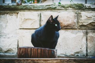 黑色，猫，坐着，木制，积木，动物，黑海，保加利亚