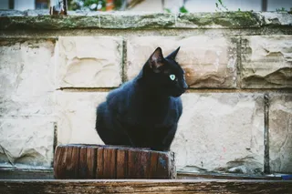 黑色，猫，坐着，木制，积木，动物，黑海，保加利亚