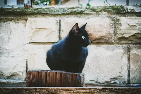 黑色,猫,坐着,木制,积木,动物,黑海,保加利亚 黑色,猫,坐着,木制,积木,动物,黑海,保加利亚