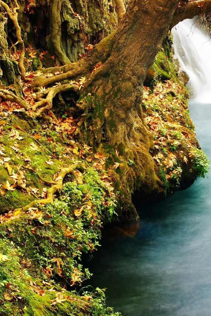 风景，水，树，树，河，自然，水，树，河，瀑布