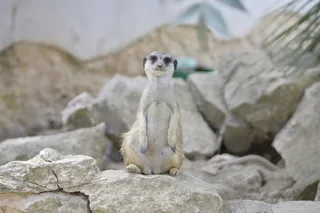 保护区、猫鼬、非洲、动物、群体、自然、姿势、保护