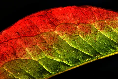 床单，秋天，自然，秋天的颜色，纹理，秋叶，树叶，花园