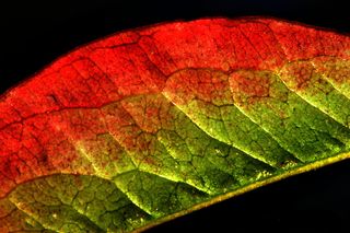 床单，秋天，自然，秋天的颜色，纹理，秋叶，树叶，花园