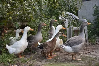 鸭子，家禽，动物，鸟，德雷克，鹅，动物群，脊椎动物