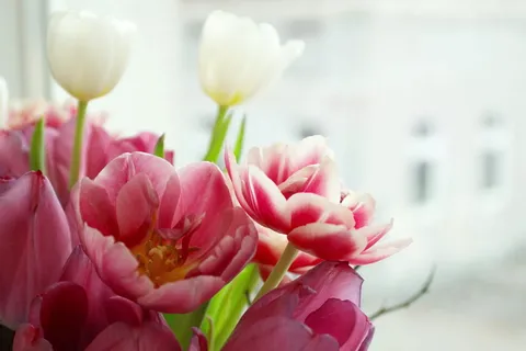 粉色郁金香花 粉色郁金香花