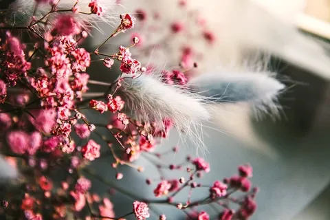 植物，花卉，装饰，植物学，颜色，粉色，植物学，季节