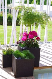 日本枫树，露台，花盆，植物，盆栽，自然，无人，花卉