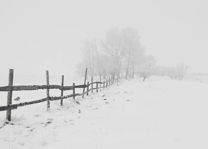 被雪覆盖的树旁的棕色栅栏