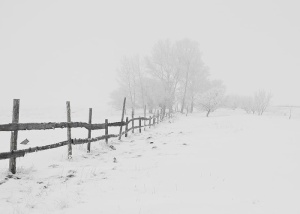 被雪覆盖的树旁的棕色栅栏