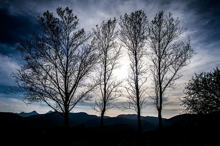 光秃秃的树，照片，光秃秃的，树，山，高地，树，植物