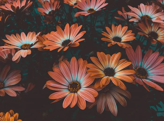 雏菊花照片