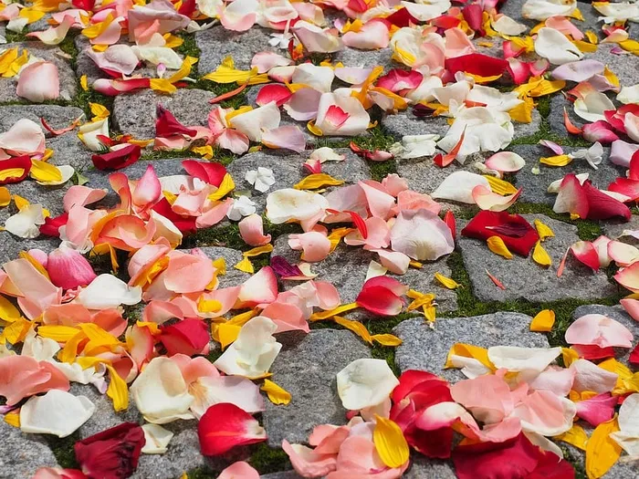 各色花瓣、混凝土、地板、玫瑰花瓣、花瓣、婚礼、红色、爱情