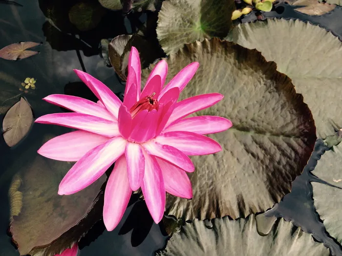 水花，水玫瑰，水生植物，自然，湖玫瑰，植物，努帕尔，夏季
