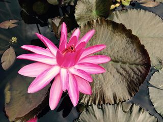 水花，水玫瑰，水生植物，自然，湖玫瑰，植物，努帕尔，夏季