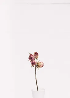 粉色玫瑰花,粉色,玫瑰,白色,陶瓷,花瓶,花朵,干花 粉色玫瑰花,粉色,玫瑰,白色,陶瓷,花瓶,花朵,干花