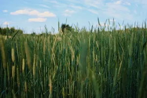 田野，自然，绿色，天空，晴朗，傍晚，抽象，户外