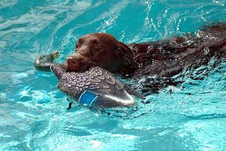 巧克力实验室，棕色，拉布拉多犬，狗，寻回犬，宠物，动物，肖像