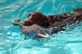 巧克力实验室，棕色，拉布拉多犬，狗，寻回犬，宠物，动物，肖像