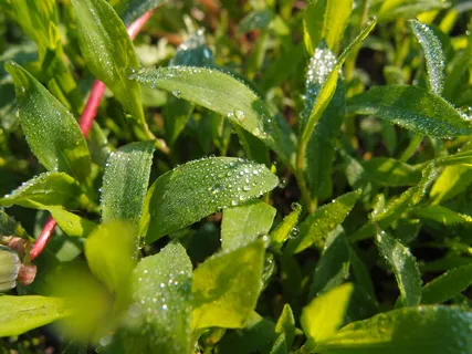 草、玫瑰、水滴、绿色、绿色、宏观、绿色阴影、自然 草、玫瑰、水滴、绿色、绿色、宏观、绿色阴影、自然