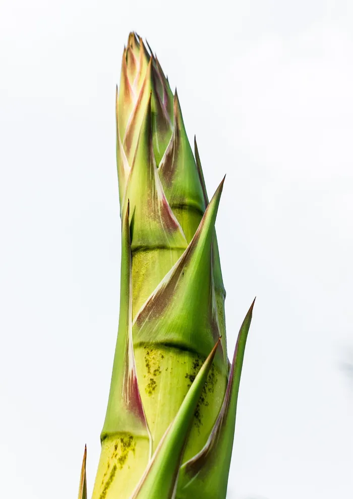 龙舌兰根、龙舌兰花、龙舌兰、绿色、无人、摄影棚拍摄、特写、食物