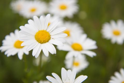 雏菊，草地，夏天，花，白色，关键词fotomontáž，植物，自然